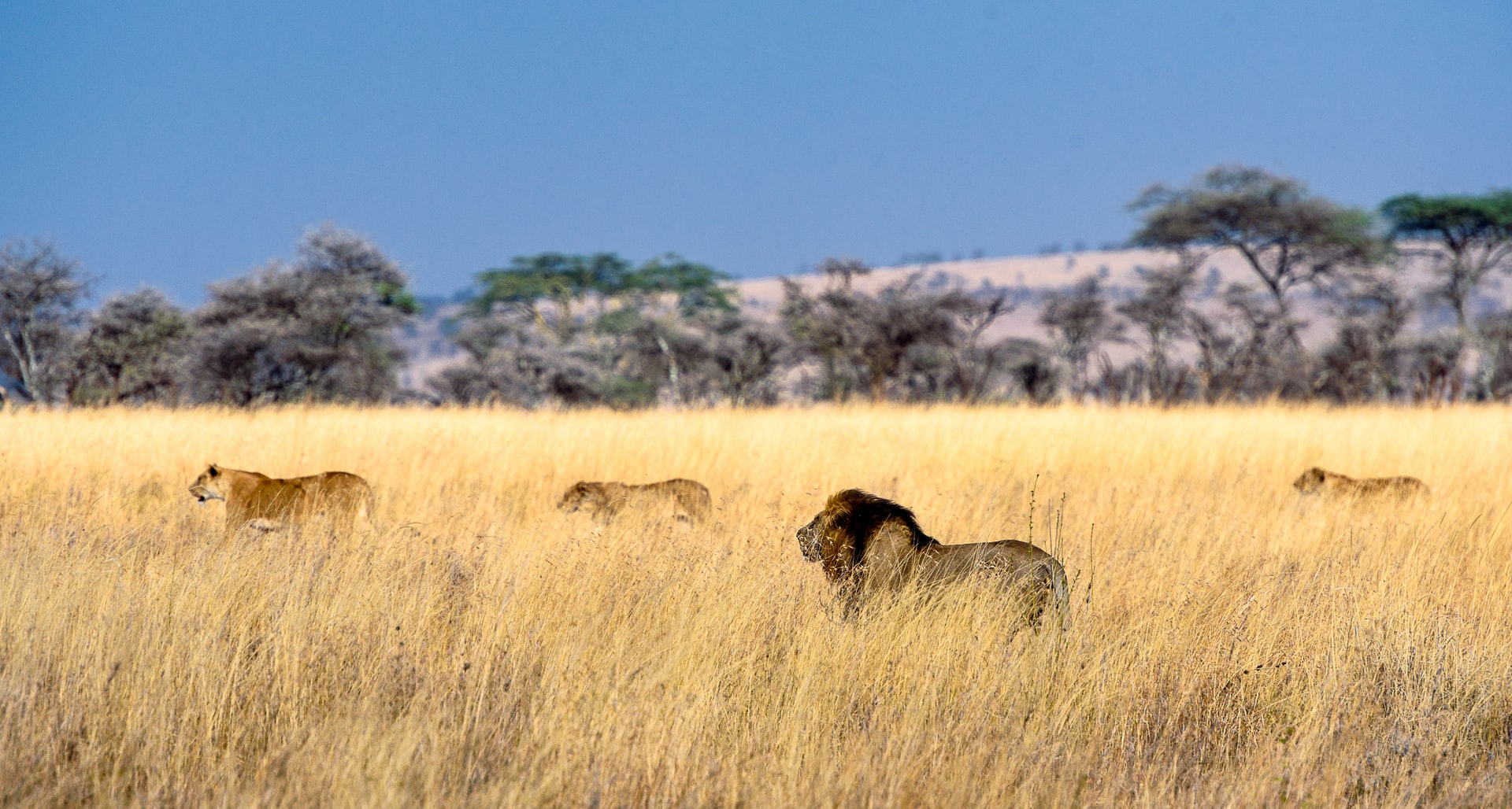 The Serengeti Tanzania